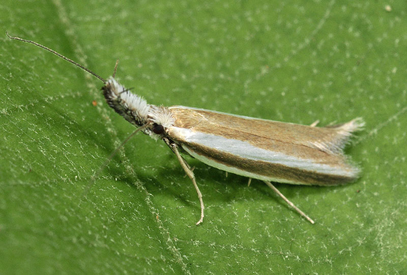 7 Oecophoridae - Pleurota aristella